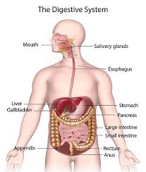 digestion4.jpg