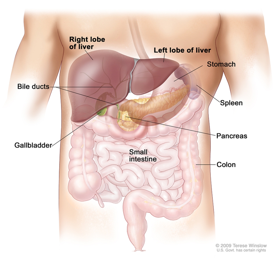 liver.jpg